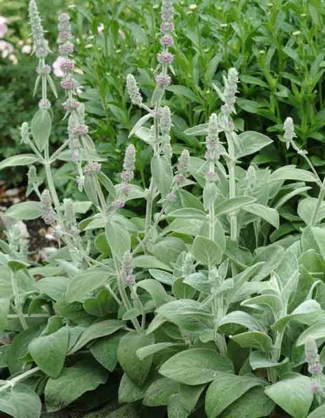 Stachys byzantina 'Silver Carpet' is a distinctive, low-growing variety of Lamb's Ear, celebrated for its luxurious, silvery foliage. Stachys Byzantina, Silver Carpet, Alchemilla Mollis, Plantain Lily, Lamb's Ear, Alpine Plants, Flower Plants, Coastal Gardens, Lambs Ear