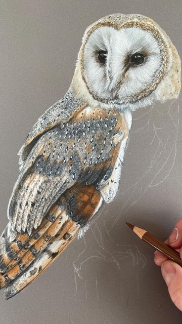 Owl Colored Pencil Drawing, Pencil Painting, Barn Painting, Owls Drawing, Pastel Pencils, Colored Pencil Drawing, Wildlife Artists, Coloured Pencils, Watercolor Drawing