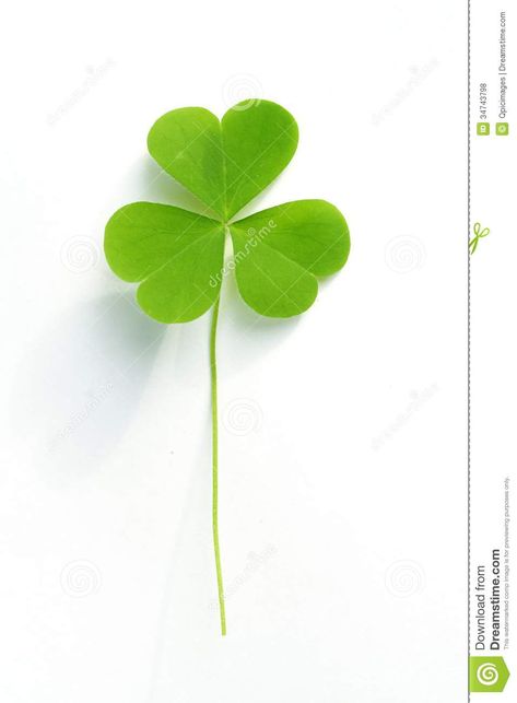 Three leaf clover stock photo. Image of nature, clover - 34743798 Clover Card, Shamrock Tattoos, Three Leaf Clover, Four Leaf, Nature Images, Leaf Clover, 2nd Birthday Parties, Four Leaf Clover, Clover Leaf