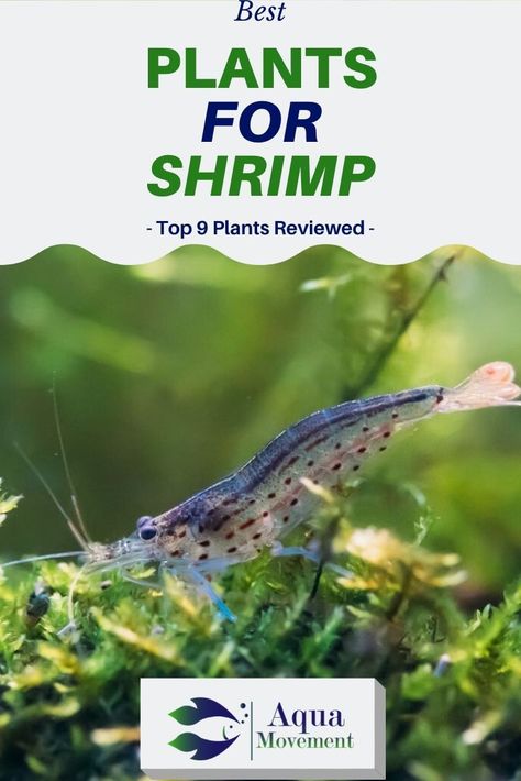 We have compiled a list of the best plants for shrimp.Those plants would not only provide an ideal environment for your shrimp but..Read More here! Shrimp Tank Aquascape, Moss Aquarium, Shrimp Tanks, Catfish Farming, Aquarium Freshwater, Shrimp Aquarium, Freshwater Shrimp, Celebrities Tattoos, Fish Store