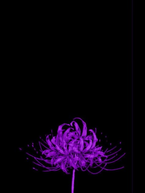 Tokyo Ghoul flower spider lily purple wallpaper aesthetic backround screen Purple Spider Lily Wallpaper, Purple Spider Lily, Spider Lily Aesthetic, Lily Aesthetic, Surreal Flowers, Purple Spider, Lily Wallpaper, Red Spider Lily, Purple Lily