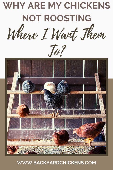 Chicken Roosting Tree, Small Chicken Coop Perch Ideas, Building A Chicken Roost, Corner Chicken Roost, Easy Diy Roosting Bar, How To Get Chickens In Coop At Night, Pallet Chicken Roost, Chicken Roost Ladder, Chicken Run Roosting Bars