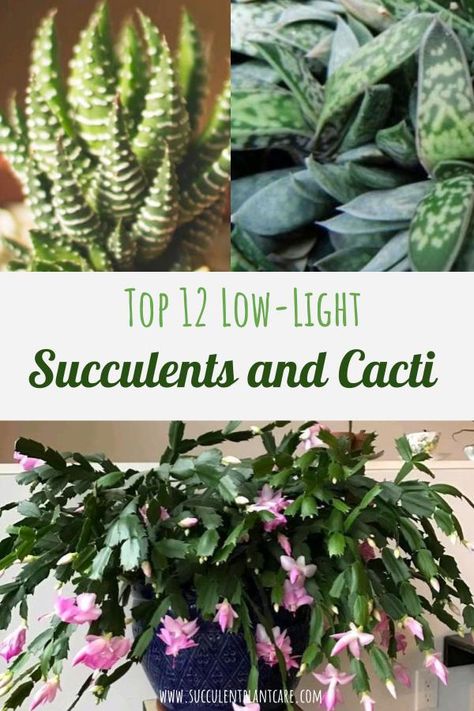 Low Light Succulents, Low Light House Plants, Cactus House Plants, Plant Names, Plant Care Houseplant, Hanging Plants Indoor, Balcony Plants, Survival Gardening, Succulent Gardening