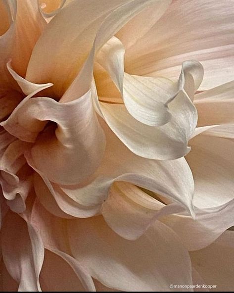 Macro Photography Flowers, Photo Flowers, Macro Flower, Still Life Flowers, Texture Photography, Floral Photography, Dahlia Flower, Cream Flowers, Beautiful Rose Flowers