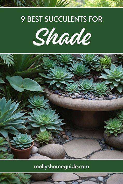 Discover a variety of shade-tolerant succulents that thrive in sun-starved yards or shaded areas. From lush green to vibrant purples, find the best succulents for shade-loving plant enthusiasts. Transform your shaded garden with these stunning shade succulents that will bring life and color to any corner. Succulents For Shaded Areas, Plants That Thrive In Shade, Shade Succulents Outdoor, Plants In Pots Outdoor Backyard Ideas, Plants For Shade Outdoors, Shade Succulents, Succulent Decorations, Shade Loving Plants, Americana Quilts