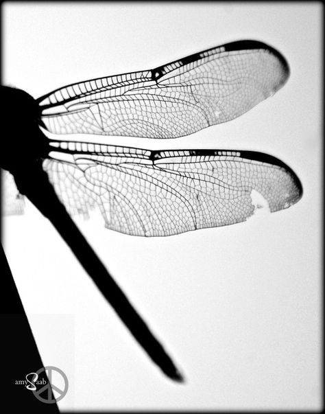 the dragon's wings Dragon Fly Wings Drawing, Dragonfly Wallpaper Aesthetic, Dragon Fly Wings, Fairy Wing Tattoos, Fly Wings, Dragonfly Wallpaper, Dragonfly Photography, Bugs Life, Damselflies