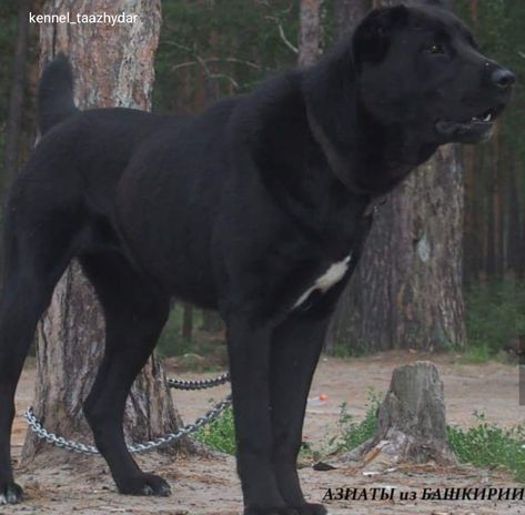 Black Kangal Dog, Alabai Dog Black, Alabai Dog, Guardian Dog, Kangal Dog, Livestock Guardian Dog, Livestock Guardian, Big Dog Breeds, Scary Dogs