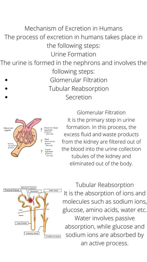 Excretion In Humans Notes, Excretory System Notes, Physiology Notes, Fitness Knowledge, Life Science Middle School, Anatomy Notes, Med School Study, Bio Notes, Excretory System