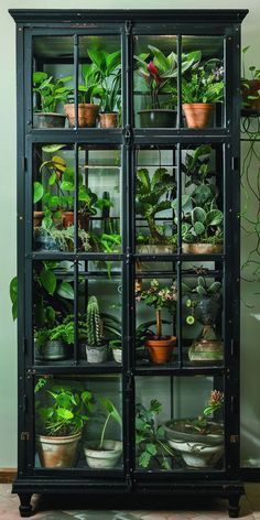 Plants House Aesthetic, Indoor Planter Box Ideas House Plants, Plant Filled Apartment, Indoor Arboretum, Diy Plant Room, Indoor Plant Setup, Office Greenhouse, Plant Shop Aesthetic, House Plant Display