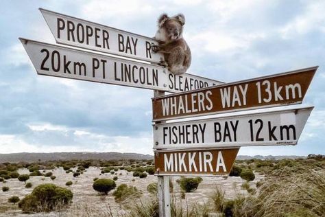 Koala perches atop sign to greet tourists in South Australia Port Lincoln, The Wombats, Gardening Vegetables, Australia Animals, Australian Animals, White Sharks, Great White Shark, Adventure Tours, Street Signs