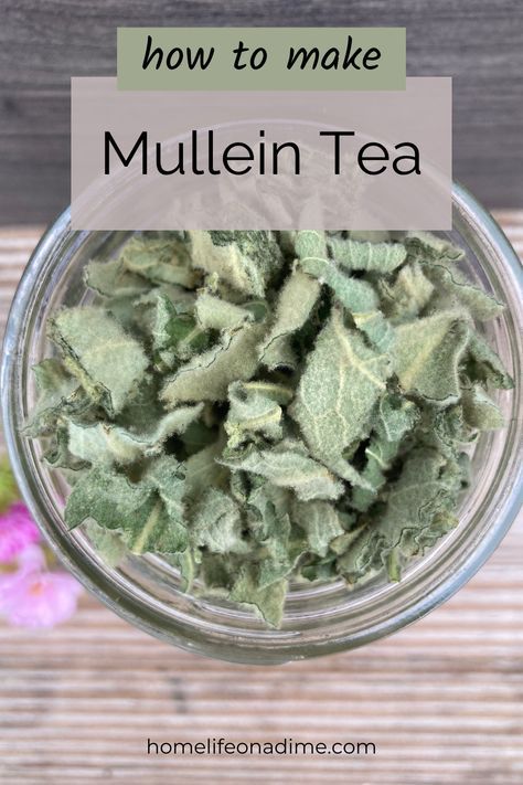 Learn how to make mullein leaf tea using fresh or dried leaves. Mullein leaves have many medicinal benefits including helping with lung issues, asthma, congestion, and even earaches and infections. Mullein Leaf Tea, Medicinal Herbs Remedies, Mullein Tea, Mullein Leaf, Productive Cough, Tinctures Recipes, Herbal Medicine Recipes, Herbal Remedies Recipes, Medicinal Herbs Garden