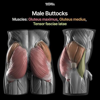 Gluteus Maximus Anatomy, Male Pelvis Anatomy, Abductors Workout, Hip Anatomy Drawing, Anatomy Books For Artists, Anatomy Books, Pelvis Anatomy, Books For Artists, Anatomy For Sculptors