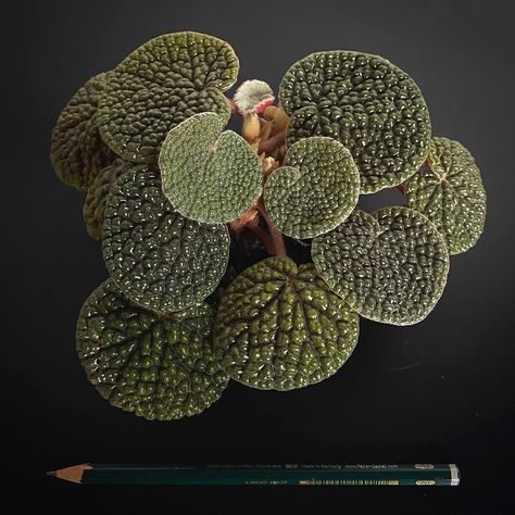 The Begonia Brigade on Instagram: “We gawk at this wonderful update of  Loy’s Begonia bullatifolia, which is reportedly a critically endangered species given that its in situ…” Begonia Thurstonii, Begonia Goegoensis, Rare Begonia, Houseplant Ideas, Wishlist Plants, Plant Kingdom, Dream Plants, Plant Wishlist, Plant Parent