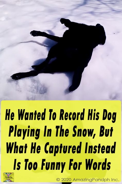 Dogs In Snow Funny, Puppy Videos Funny Hilarious, Funny Dog Pictures Hilarious, Black Lab Funny, Labradoodle Funny, Dog Slide, Happy Dogs Funny, Really Funny Dog Videos, Labs Dogs