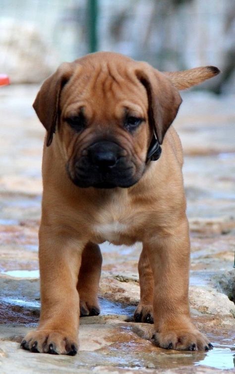 Boerboel Puppies, Boerboel Mastiff, Boerboel Dog, South African Boerboel, African Boerboel, Bull Mastiff Puppies, Mastiff Dog Breeds, Food References, English Mastiff Puppies