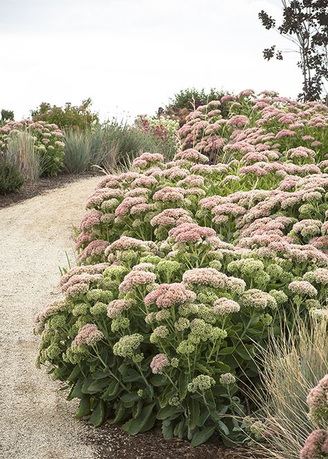 Modern Meadow: A Fresh Take on Pollinator Garden Design Part Sun Landscape Ideas, Dry Gardens, Ecological Garden Design, Yarrow Garden, Yarrow Landscaping, Backyard Planting Ideas, Prairie Garden Design, Yard Garden Design, Sedum Garden Ideas