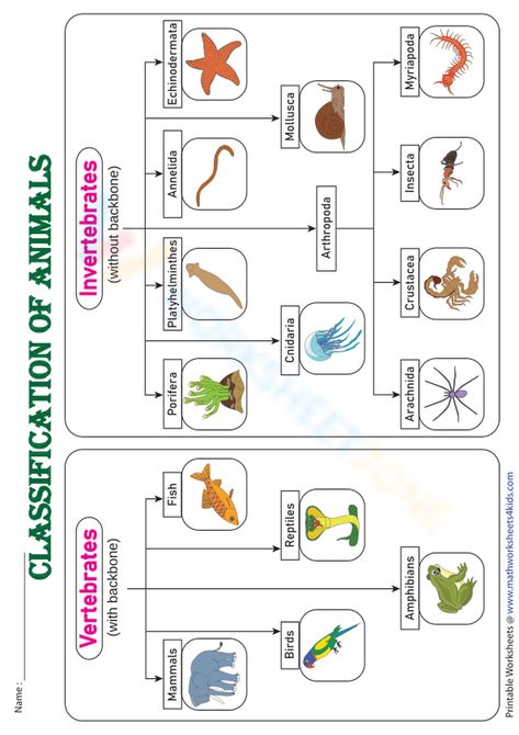 Test image Vertebrates Animals Pictures, Invertebrates Animals Pictures, Vertebrates And Invertebrates Worksheets, Classification Of Vertebrates, Invertebrates Animals, Vertebrates Animals, Classification Of Living Things, Classification Of Animals, Boy Cartoon Drawing