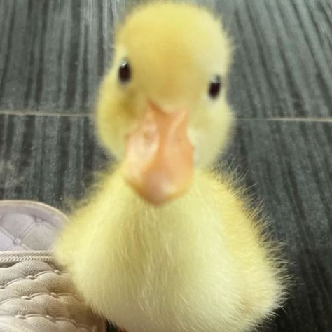 Duck Pfp, Duck Memes, Duck Pictures, Duck Photo, Cutee Animals, Cute Ducklings, Funny Duck, Cute Small Animals, Silly Cats Pictures