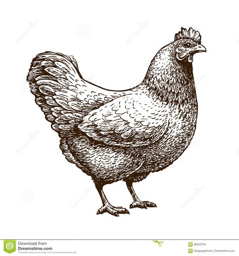 Animal Illustration Kids, Chicken Vector, Farm Vector, Chicken Drawing, Chicken Illustration, Concept Draw, Sleeping Animals, Chicken Hen, Circus Animals