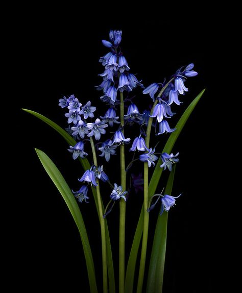 Bluebells by Chris Price on 500px Blue Bell Flowers, Cool Optical Illusions, Plant Photography, Wallpaper Nature Flowers, Flower Therapy, Beautiful Flowers Wallpapers, A Level Art, Flower Photos, Flower Pictures