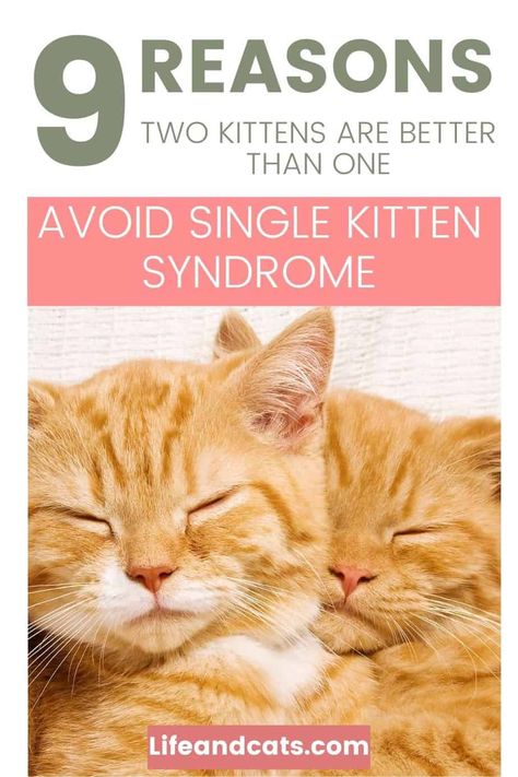 Adopting a kitten is very exciting! Make it more so and adopt two kittens together. There are benefits of adopting kittens in pairs such as easier training, better socialization, and healthier kittens. Keep reading to learn about the benefits of adopting kittens in pairs. New Kitten Tips Training, Kitten Nursery, Training A Kitten, Adopting A Kitten, Raising Kittens, Kitten Training, Pretty Pets, Goals 2024, Cat Advice