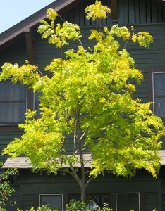 How to Grow Sunburst Honey Locust - Watters Garden Center Recycle Garden, Honey Locust Tree, Locust Tree, Growing Trees, Fall Clean Up, Yellow Autumn, Sustainable Gardening, Honey Locust, Lawn Fertilizer