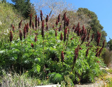 Melianthus major | Annie's Annuals & Perennials | Flickr House Front, Beautiful Gardens, Perennials, Plants, Flowers, Photography