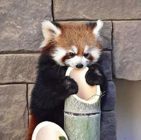 Animal Pfp Funny, Funny Animals Pics, Red Panda Eating, Funny Animals Videos, Red Panda Cute, Blanket Bear, Red Panda Baby, Panda Eating, Panda Panda