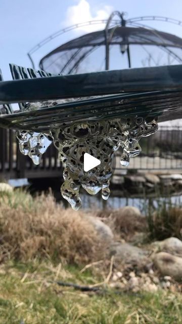 Small pond with lot of frog babies 🐸🪷 #pond #frog | Instagram Pond Frog, Small Pond, Small Ponds, May 31, Reptiles, Butterflies, On Instagram, Instagram