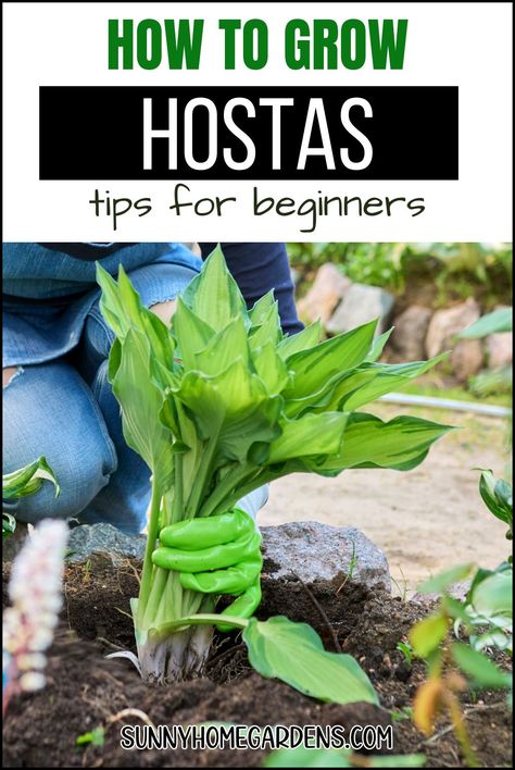 Uncover the secrets to thriving hostas in your garden. This guide provides essential tips for growing hostas, making them the stars of your shade garden with ideas for landscaping flower beds and border designs. Plants In Shade, Transplanting Hostas, Divide Hostas, Hosta Care, Plants Under Trees, Hosta Varieties, Shade Shrubs, Hosta Gardens, Shade Gardens