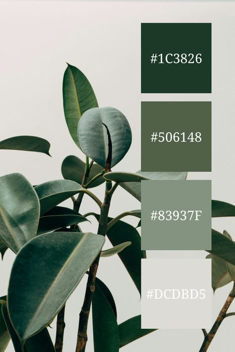 A close-up of deep green rubber plant leaves against a pale grey background. The contrast between the rich green foliage and the soft grey adds a minimalistic and natural vibe. Green And Grey Color Palette, Color Scheme Generator, Color Generator, Flip Image, Blur Image, Green Palette, Rubber Plant, Grey Color Palette, Color Picker