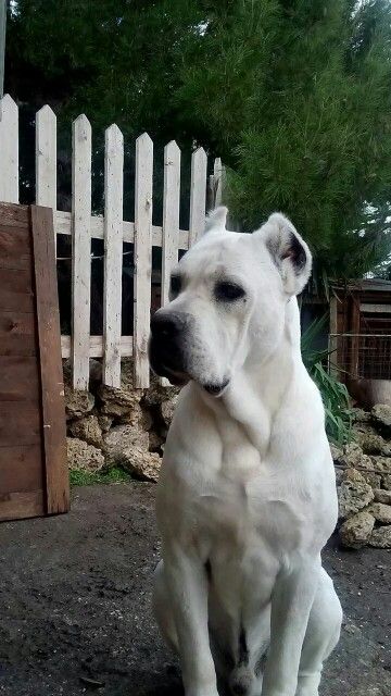 White #cane #corso                                                                                                                                                      More Cane Corso White, White Cane Corso, Cane Corso Dog Breed, Cane Corsos, Cane Corso Mastiff, White Cane, Italian Mastiff, Giant Dog Breeds, Cane Corso Puppies