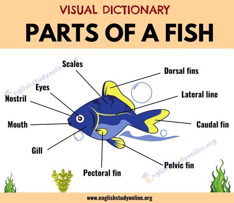 Parts of A Fish: Different Parts of A Fish with Functions & ESL Picture - English Study Online Parts Of A Fish, Fish Infographic, Fish Drawing For Kids, Fish Anatomy, Underwater Environment, Grade 1 Reading, Study English Language, Aquatic Creatures, Fish Drawing