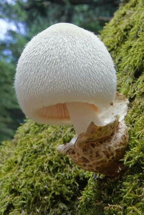 Edible Fungi, Mushroom Identification, Mushroom Species, Tree Mushrooms, Mushroom Plant, Lichen Moss, Mushroom Pictures, Slime Mould, Plant Fungus