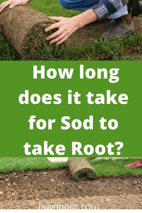 sod roots Transition From Lawn To Woods, Sod Installation Diy, Sod Before And After, How To Get Grass Out Of Flower Beds, Removing Sod, Bermuda Sod, New Sod Care Tips, Sod Installation, Growing Grass