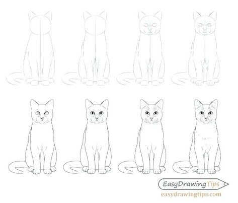 How To Paint A Cat Step By Step, Cat Front View, How To Draw Cats, Drawing Sitting, Cat Step By Step, Sketch Cat, Cat Face Drawing, Draw Cats, Draw A Cat