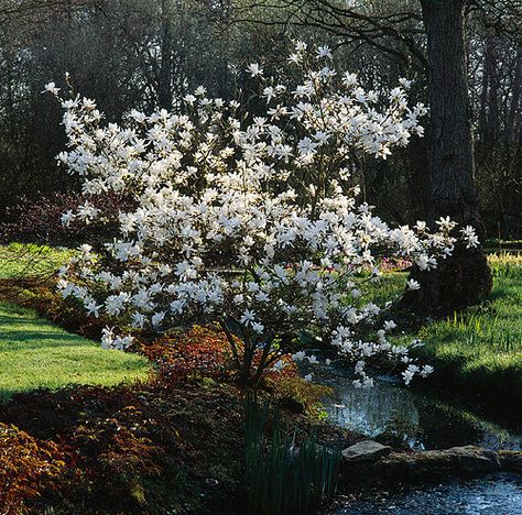 Magnolia Stellata, Hillside Garden, Garden Shrubs, White Gardens, Pretty Plants, Courtyard Garden, Front Garden, Front Yard Landscaping, Green Thumb