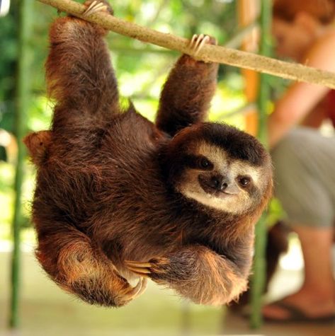 Cute Sloth Pictures, Three Toed Sloth, Sloth Life, A Sloth, Baby Sloth, Cute Sloth, Amazing Animals, Jolie Photo, Primates