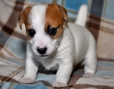 Jack Bauer, Jack Russell Terrier Puppies, Jack Russell Puppies, All Breeds Of Dogs, Cutee Animals, Bernedoodle Puppy, Jack Russell Dogs, Cutest Puppies, Jack Jack