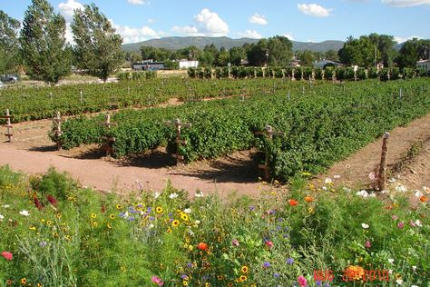 Raspberry Farm, Berry Farm, Blueberry Farm, Raspberry Syrup, Garden Veggies, Farm Fresh, Fruit Trees, Farmer, Vines