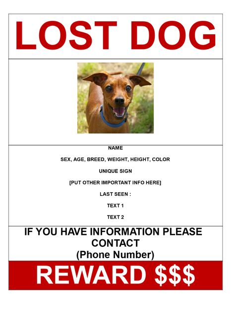 Missing Dog Poster with reward A3 size - Download this Missing Dog A3 size poster template if you are looking for a dog and need help from other people in your search to find this missing dog. Missing Dog Poster, Lost Dog Poster, Dog Template, Cleaning Schedule Templates, Poster Template Free, Free Flyer Templates, Dog Info, Lost Cat, Dog Poster