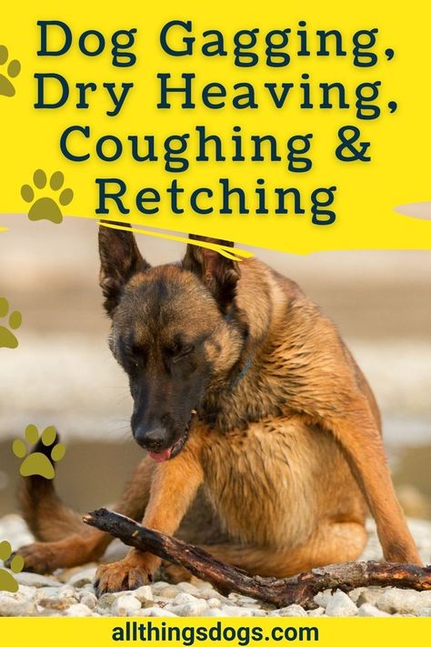 Certain pets' habits can cause concern for owners and All Things Dogs examines some of these in the form of dog gagging, dry heaving, coughing and retching and what you should know about them. Learn about dog gagging, heaving and retching and what this all means. See why do dogs retch and why do dogs cough. Understand the difference between gagging, coughing, heaving, and retching. Besides finding out about dog coughing and gagging get some dog gagging remedies and how to help your pup here. Dog Cold Remedies, Dog Cough Remedy, Kennel Cough Remedies Dogs, Dog Gagging, Cough Medicine For Dogs, Dog Coughing And Gagging, Having Puppies, Hyperactive Dog, Farm Facts