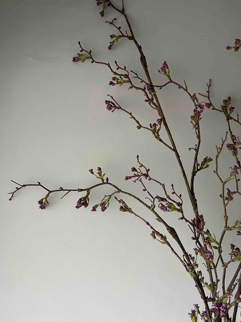 160cm Tall Artificial Weigela Spray, Artificial Willow, Faux Branch, Artificial Branch, Artificial Flowers, Faux Flowes, UK - Etsy Weeping Bonsai, Bonsai Making, Large Flower Vases, Faux Branches, Artificial Branches, Grey Vases, Stone Vase, Fake Trees, Willow Branches