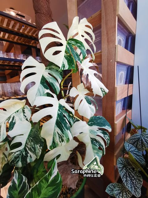 Albino Monstera Plant, Apartment Concept, Amazing Plants, Dream Goals, Plant Propagation, Variegated Plants, Monstera Plant, Pharmaceutical Industry, Monstera Deliciosa