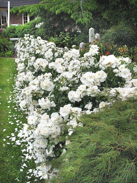 A hedgerow of Flower Carpet White roses helps to give the appearance of a wider yard. Iceberg Roses Front Yards, Carpet Roses, Iceberg Roses, Moon Gardens, Rose Hedge, Hampton Garden, Drift Roses, Flower Carpet, Wallpaper Flower