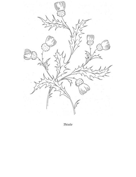 Gallery.ru / Фото #31 - Designs and Patterns for Embroiderers and Craftspeople - vihrova Thistle Outline, Thistle Art Nouveau, Thistle Art, Thistles Art, Applique Art, Embroidery Template, Floral Embroidery Patterns, Cement Crafts, Scottish Thistle