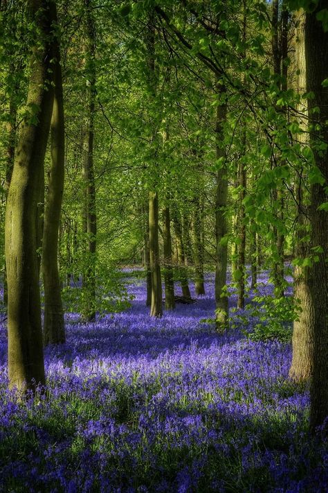 Bluebells Aesthetic, Bluebell Flower Aesthetic, California Bluebells, Blue Bell Woods, Hemel Hempstead, Virginia Bluebells, Bluebell Woods, Enchanted Wood, Deep Woods