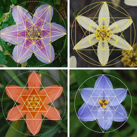 Maths In Nature, Nature Geometry, Waldorf Math, Contemporary Art Artists, Nature Patterns, Geometry In Nature, Sacred Geometry Patterns, Fractal Geometry, Sacred Geometry Art