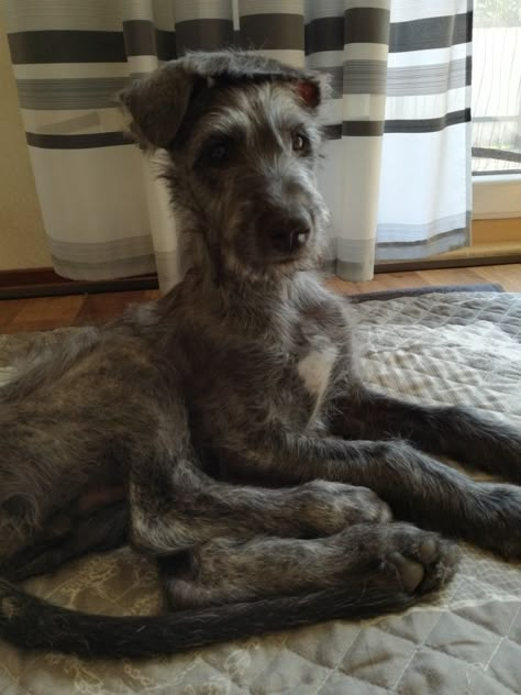 Scottish Deerhound Puppy, Iris Wolfhound, Bedlington Whippet, Wolfhound Puppies, Irish Wolfhound Puppies, Irish Wolfhound Dogs, Wolfhound Dog, Tattoo Nature, Animals Tattoo