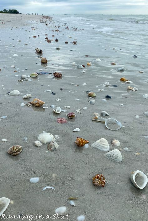 Florida Shelling Beaches, California Sea Shells, Shelling In Florida, Sea Shells Aesthetic, Sea Shells On The Beach, Best Shelling Beaches, Shells On Beach, Sanibel Island Shells, Shell Hunting